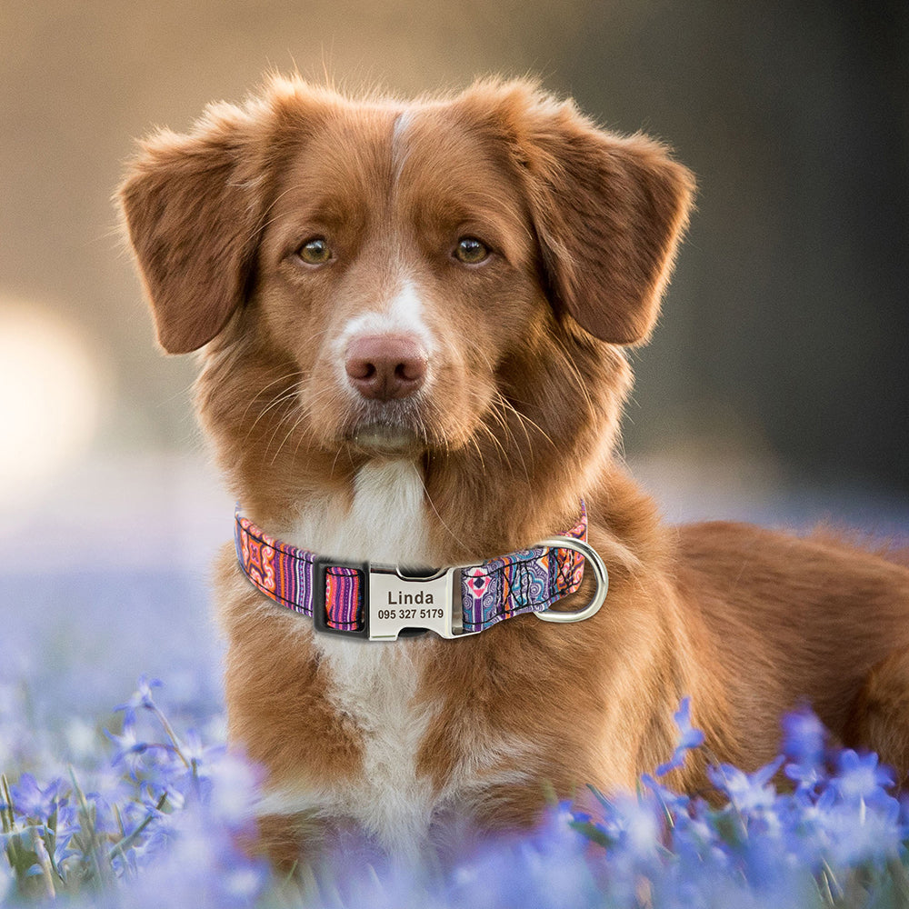 Collars – Secure, Stylish & Comfortable for Everyday Wear!