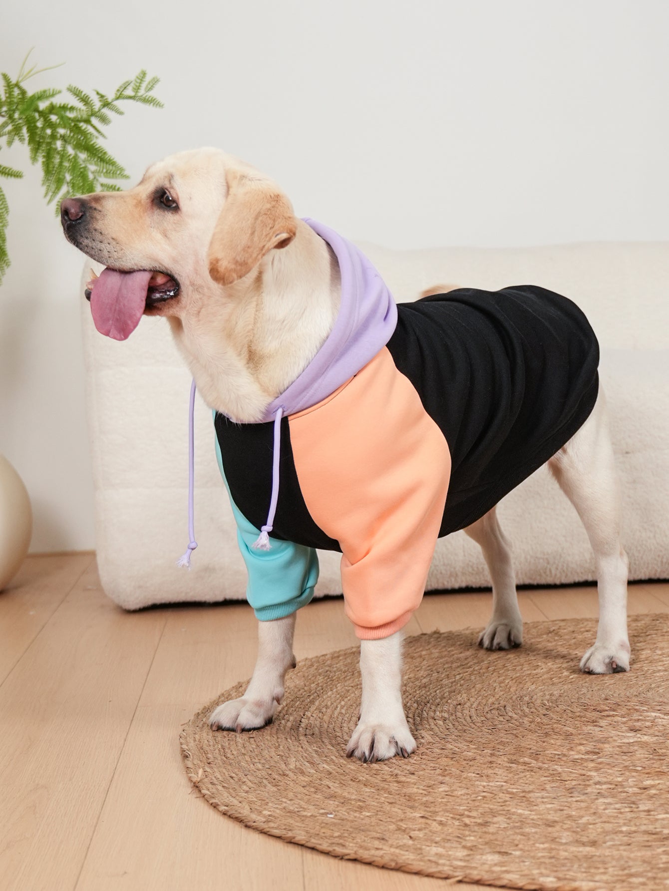Cosmic Canine Dog Hoodie