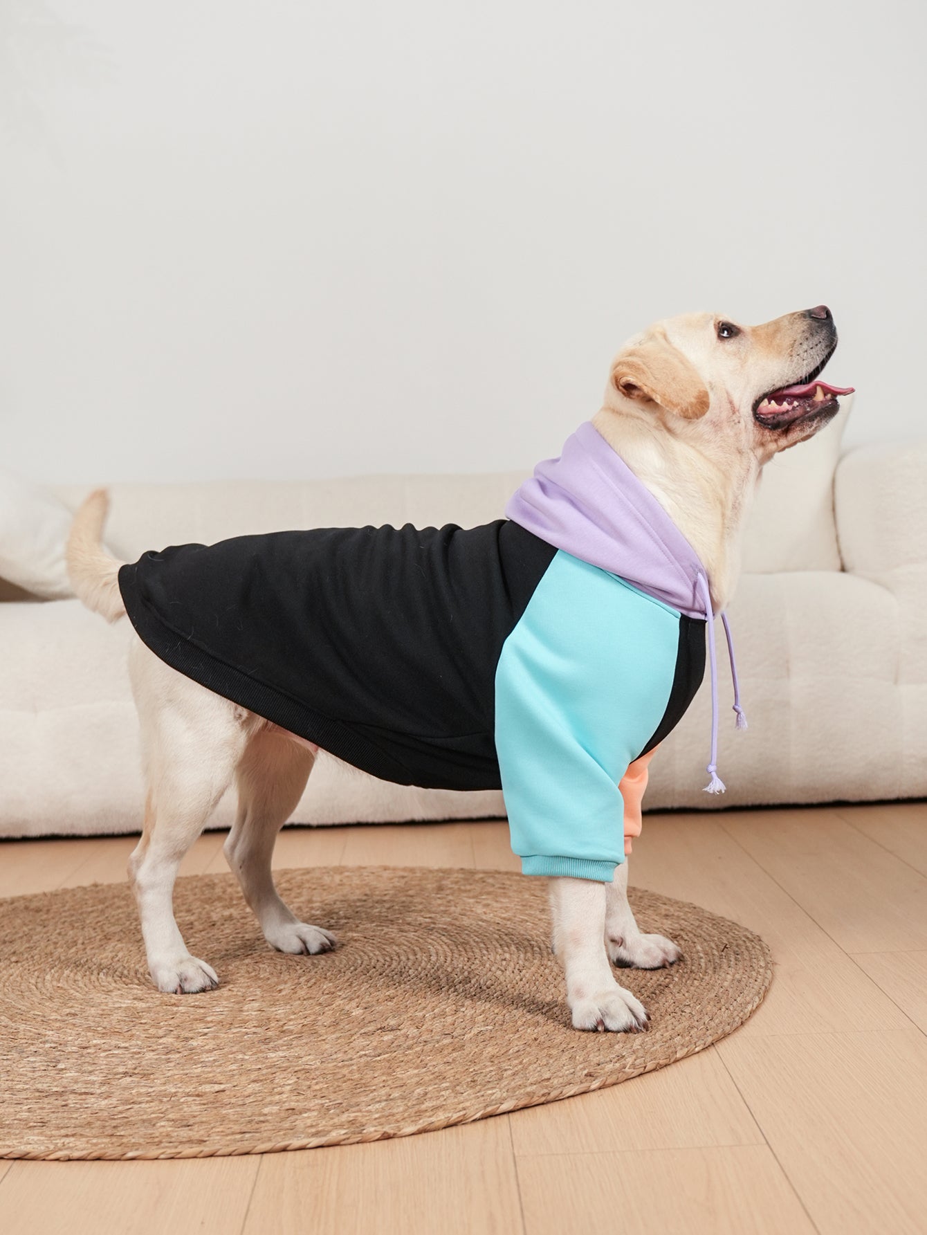 Cosmic Canine Dog Hoodie